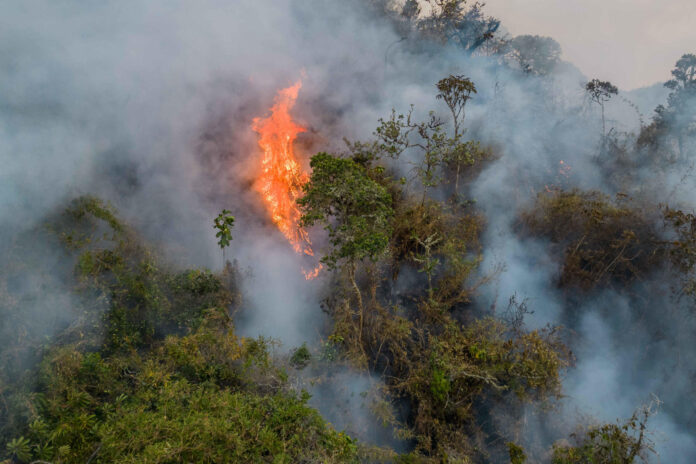 Las claves del trágico escenario causado por los incendios forestales en Perú